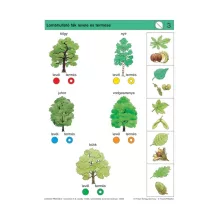 Ismeretek: 2-3. osztály, erdők, szántóföldek és kertek növényei - LOGICO Piccolo