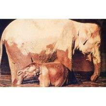 Diafilm Állatok és kicsinyeik