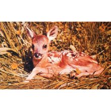 Diafilm Állatok és kicsinyeik