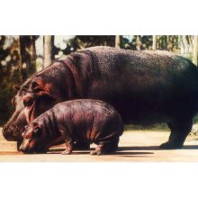 Diafilm Állatok és kicsinyeik