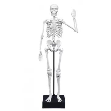 Összeépíthető emberi csontváz: 45 cm-es (BUKI)