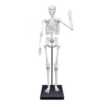 Összeépíthető emberi csontváz: 85 cm-es (BUKI)