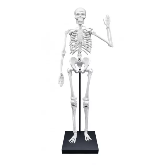 Összeépíthető emberi csontváz: 85 cm-es (BUKI)