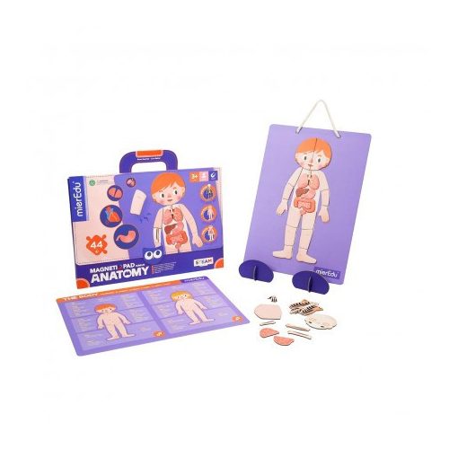 Hordozható mágneses tábla, Emberi test MierEdu