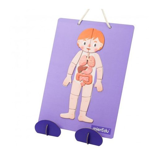 Hordozható mágneses tábla, Emberi test MierEdu